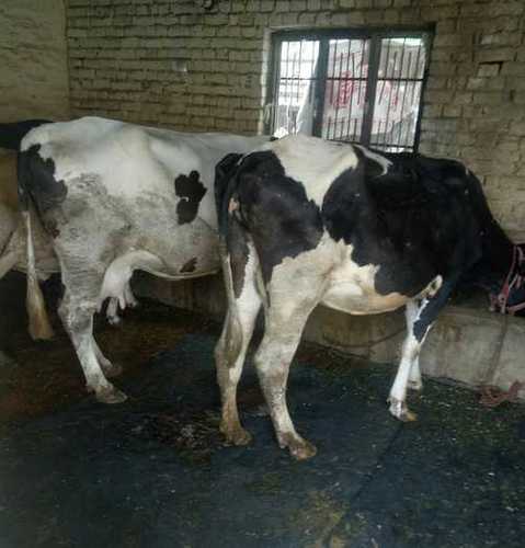 High Yielding Milk Production Hf Cow