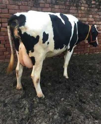 Holstein Friesian Cow (Hf)