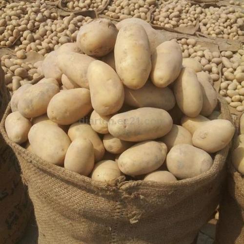 Fresh Natural Hollan Potatoes