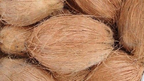 Brown Organic Semi Husked Coconut