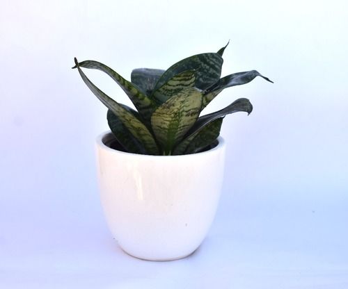 Green Snake Plant With White Ceramic Pot