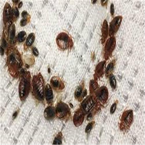 Bed Bugs Control Services