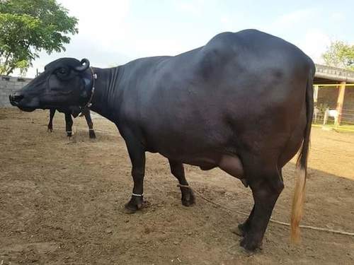 Black High Breed Murrah Buffalo  Weight: 750  Kilograms (Kg)