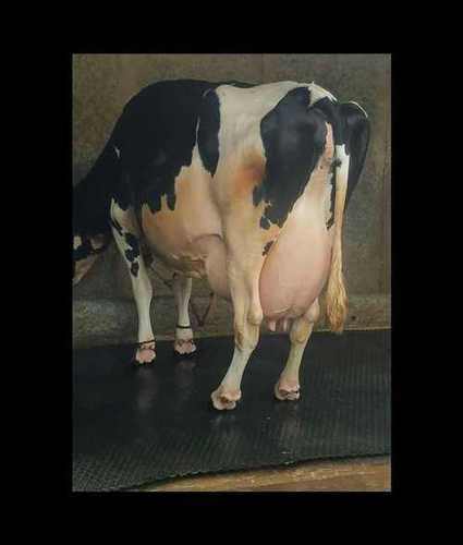 Breeded Hf Cow Gender: Female