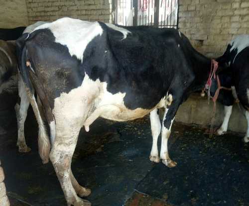 Indian Holstein Friesian Cow