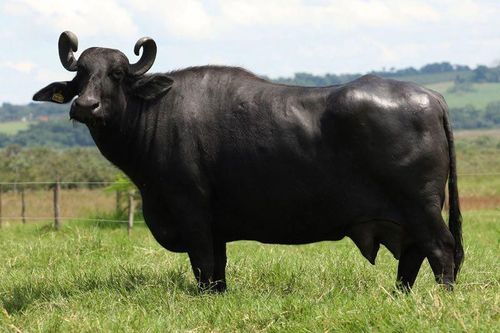 Black Murrah Buffalo