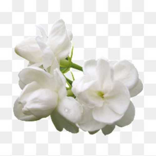 Natural Fresh Jasmine Flower