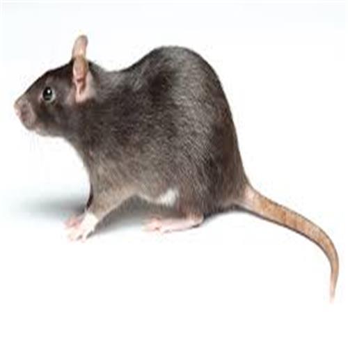 Vidit Rat Control Services By VIDIT PEST CONTROL