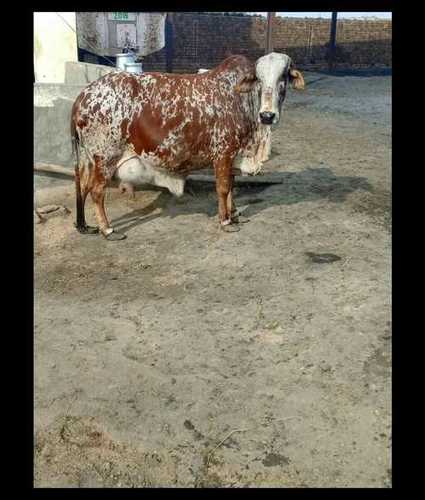 Brown And White Rathi Cow Gender: Female