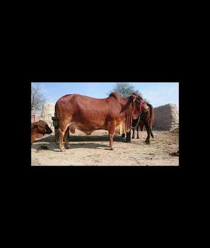 Brown Sahiwal Cow For Dairy Farming