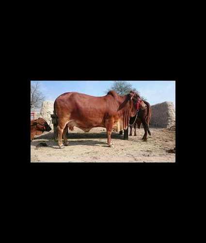 Brown Sahiwal Cow For Dairy Farming Weight: 490  Kilograms (Kg)