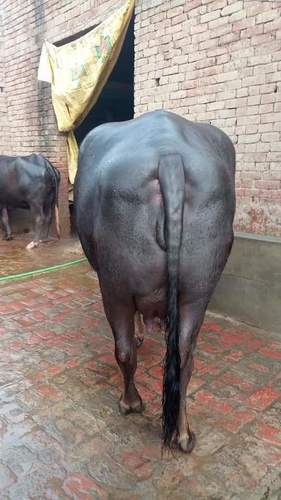 Female Black Murrah Buffalo - Weight: 750  Kilograms (Kg)