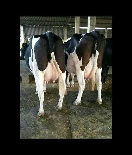 White And Black Hf Cow In Bulk Order