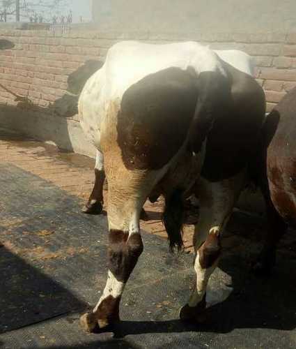  उच्च दूध देने वाला उत्पादन एच एफ गाय 
