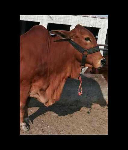 Livestock Sahiwal Breed Cattle