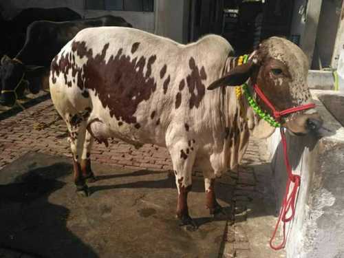 Original Rathi Cow