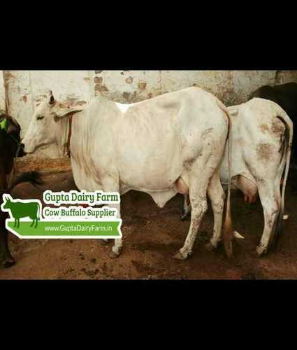 White Original Tharparkar Cow