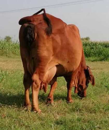 Red Sahiwal Breed Cattle