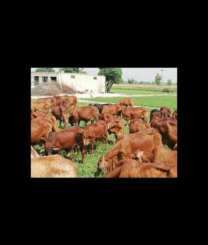 Sahiwal Cow In Bulk