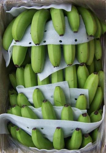 Organic Fresh Cavendish Green Banana