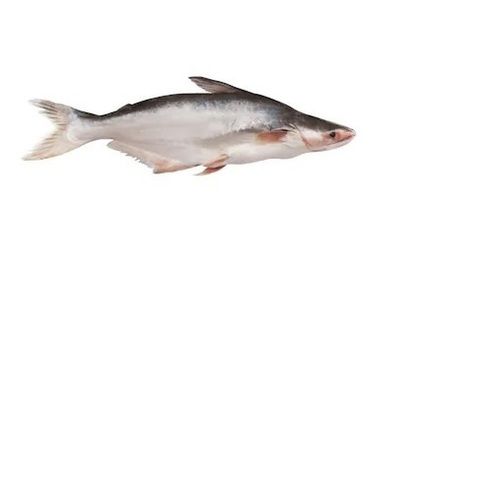 Nutritious Frozen Whole Pangasius Fish