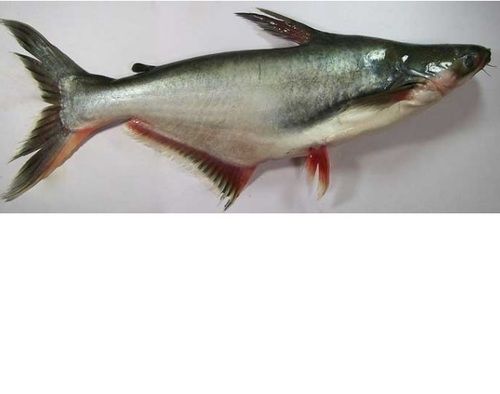 Silver Frozen Whole Pangasius Fish