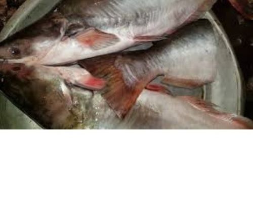 Frozen Whole Pangasius Fish