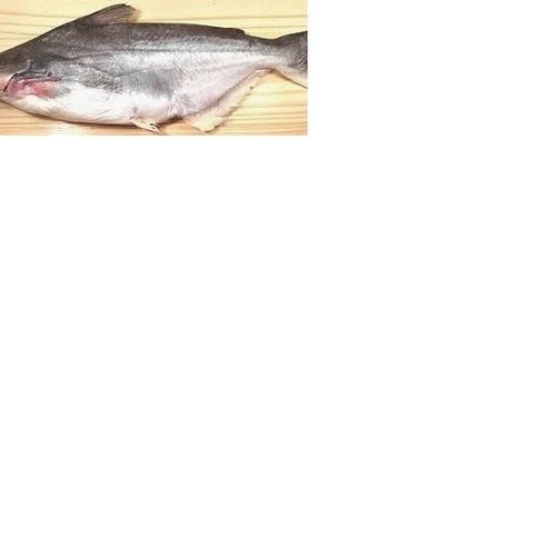 Silver Frozen Whole Pangasius Fish