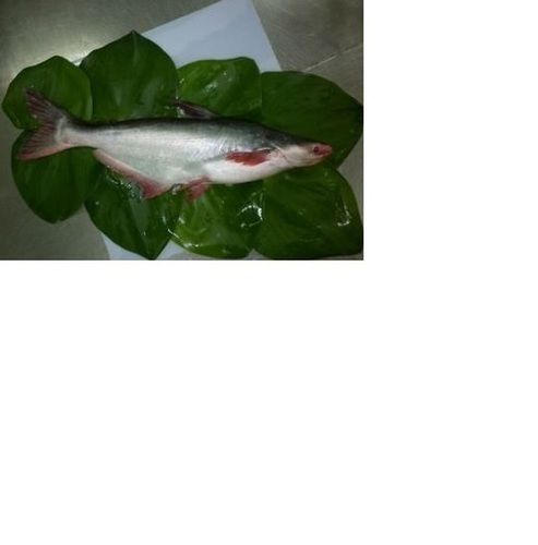 Frozen Whole Pangasius Fish