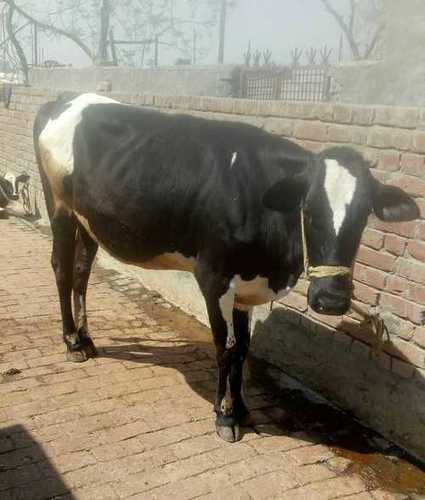 होल्स्टीन फ्राइज़ियन हेल्दी ब्लैक एंड व्हाइट एचएफ गाय