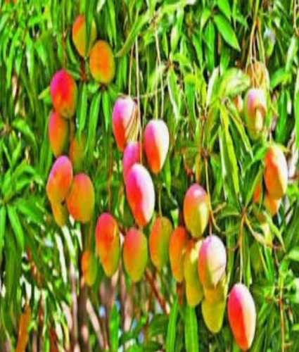 Natural Mango (Mangifera Indica) Tree