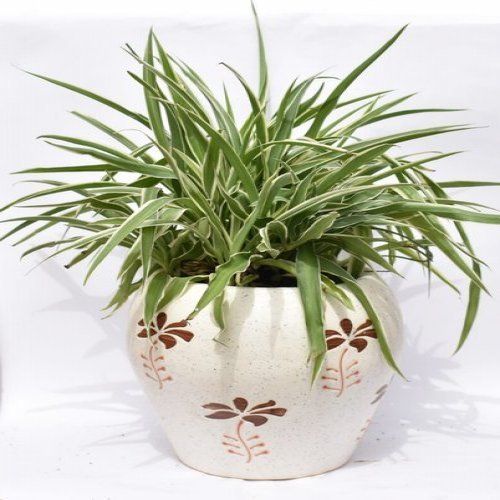 Green Spider Plant With Ceramic Pot