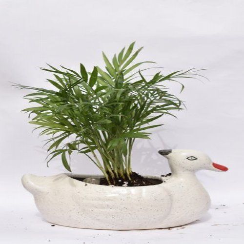 White Bamboo Palm With Decorative Plant Pot