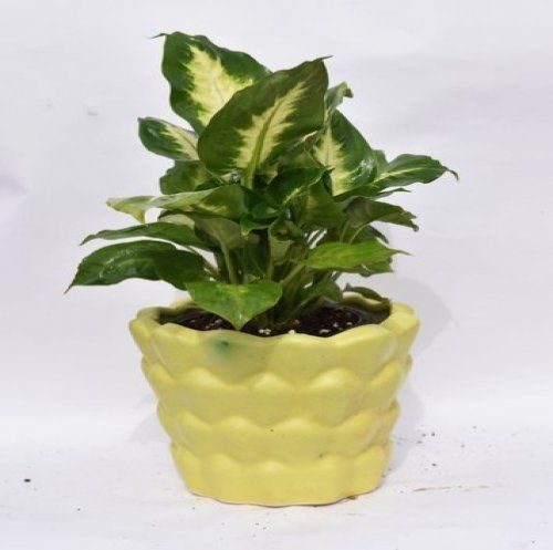 Polishing Dieffienbachia Plant With Designer Garden Pots