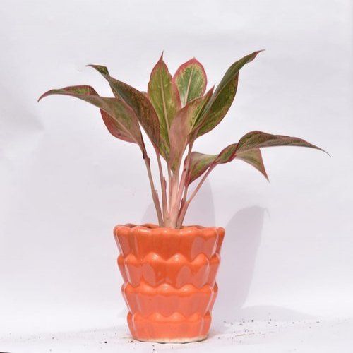 Green Indoor Aglaonema Lipstick Plant