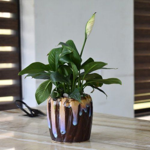 Green Peace Lily Plant With Decorative Ceramic Flower Pot