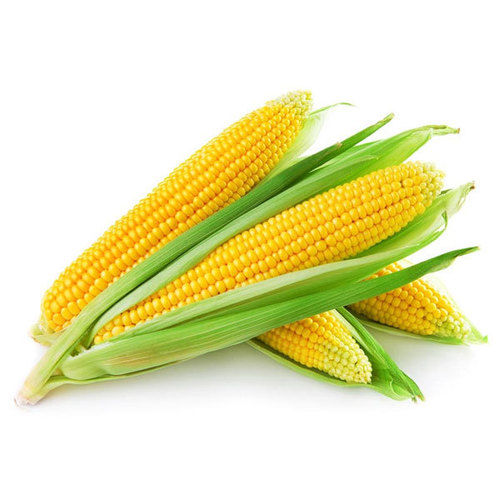Rich Taste Yellow Corn