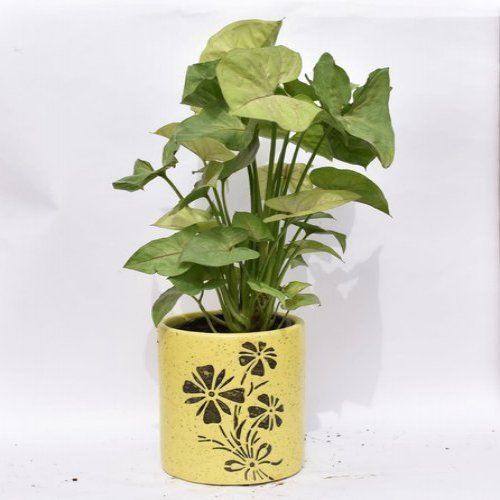 Greeen Syngonium Plant With Ceramic Decorative Pot