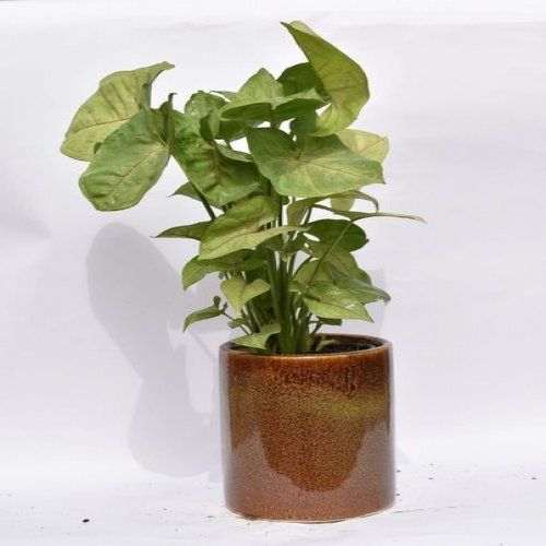 Green Syngonium Plant With Decorative Ceramic Pot