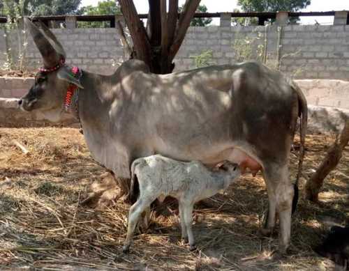 युवा और स्वस्थ कंकरेज गाय