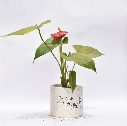 Any Anthurium Plant With Decorative Ceramic Pot