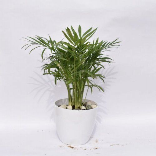 Bamboo Palm With Plastic Garden Pot