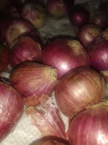 Medium Size Fresh Red Onion