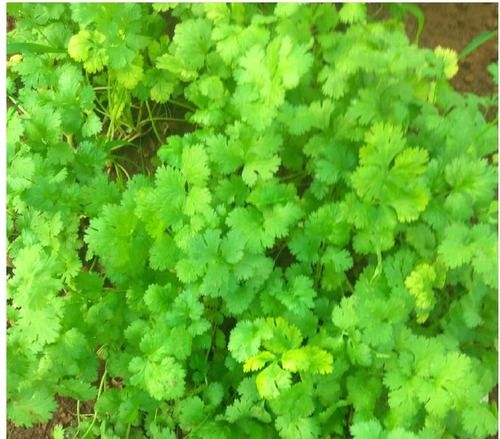 Exceptional Purity Coriander Leaves