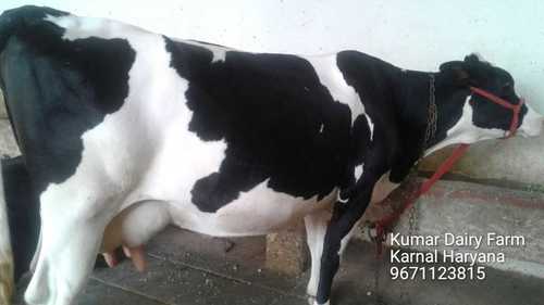 Adult High Milk Yielding Hf Cow