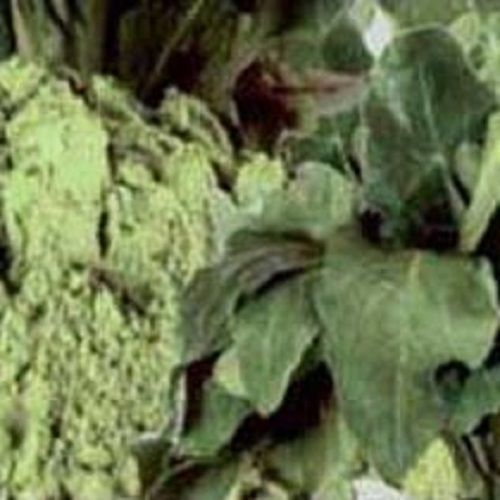 Green Spray Dried Spinach Powder