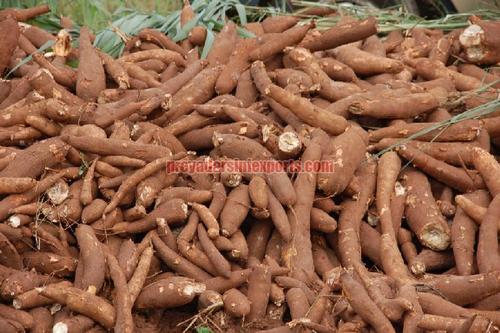A Grade Fresh Cassava Root