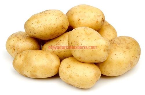 Medium Size Fresh Potato