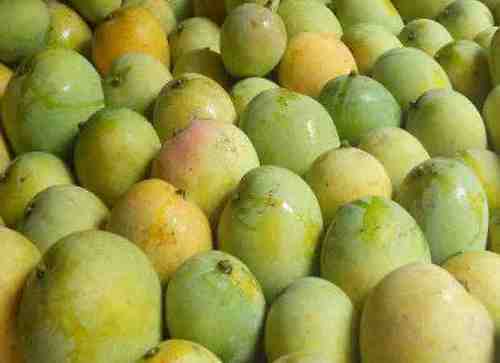 100% Natural Fresh Malda Mango