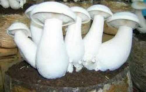 Natural And Fresh Milky Mushroom